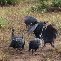 Fighting Gineafowls
